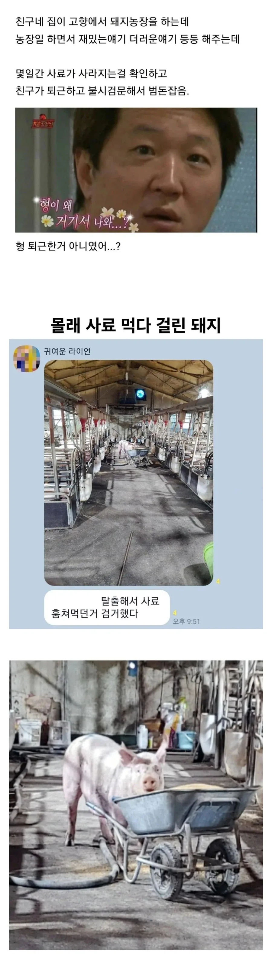 몰래 사료 먹다 걸린 돼지_1.webp