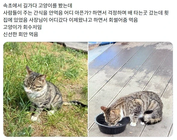 속초의 한 길고양이가 먹이를 안 먹은 이유_1.webp