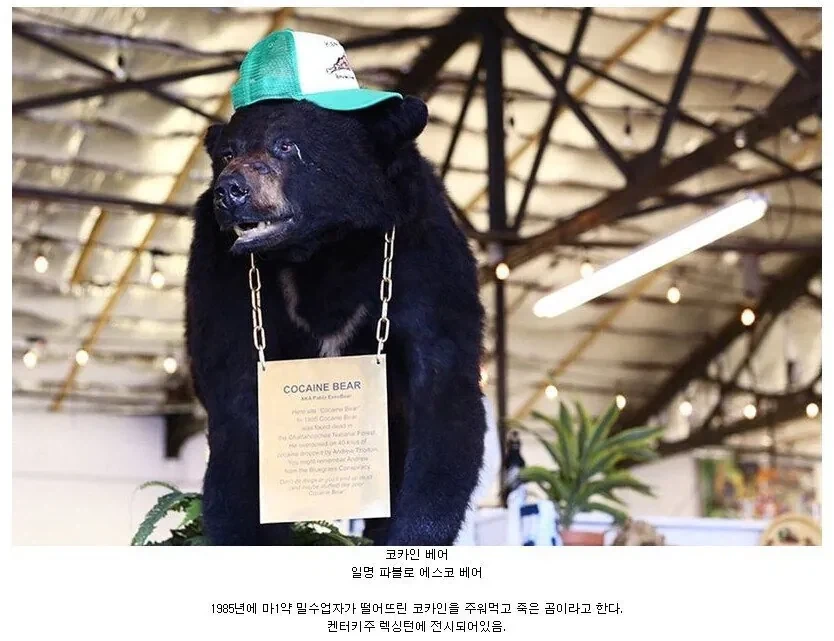 황당하고 힙한 동물 박제 사례.jpg_1.webp