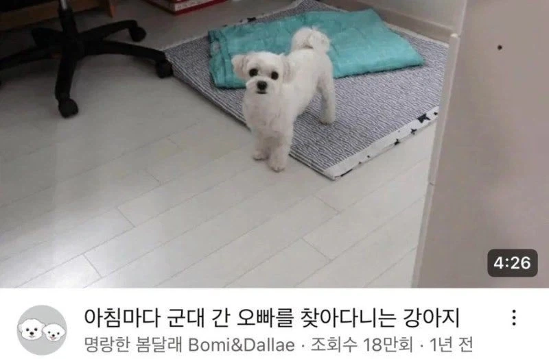 군대간 오빠를 기다린 강아지_2.webp