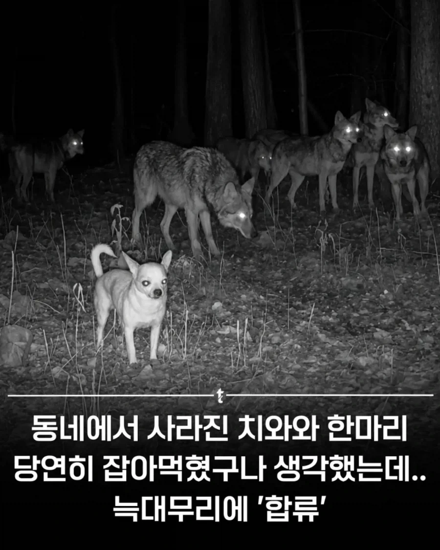 이길 수 없다면 합류하라.jpg_1.webp