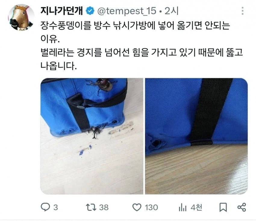 장수풍뎅이 잡았다고 가방에 넣으면 안되는 이유 ㄷㄷㄷ_1.webp