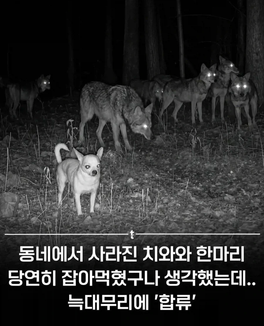 늑대무리에 합류한 치와와 짤의 진실_1.webp