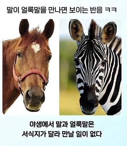 문신을 태어나서 처음 봄.jpg_1.webp