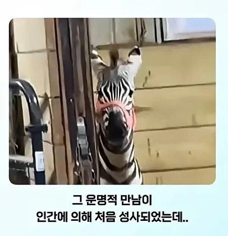 문신을 태어나서 처음 봄.jpg_2.webp