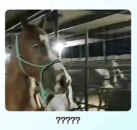 문신을 태어나서 처음 봄.jpg_5.webp