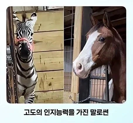문신을 태어나서 처음 봄.jpg_7.webp