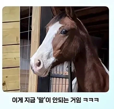 문신을 태어나서 처음 봄.jpg_8.webp