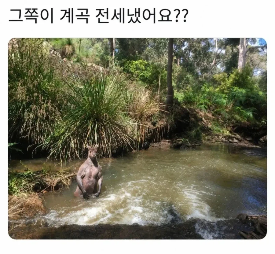 호주판 레제_1.webp