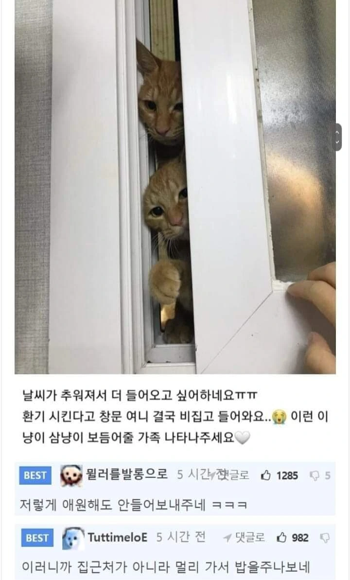 캣맘들이 제일 싫어하는 것.jpg_1.jpg