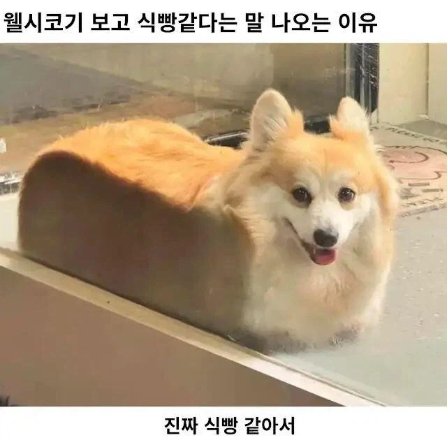 웰시코기 보고 식빵같다는 말 나오는 이유_1.webp
