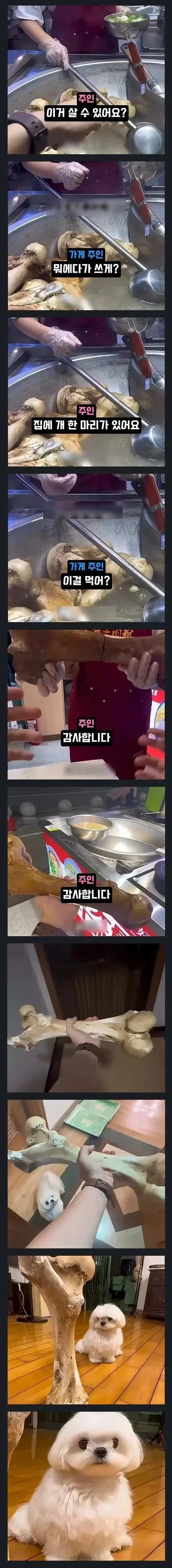 자기집 개 주려고 소뼈달라는 견주 ㅋㅋㅋ_1.webp