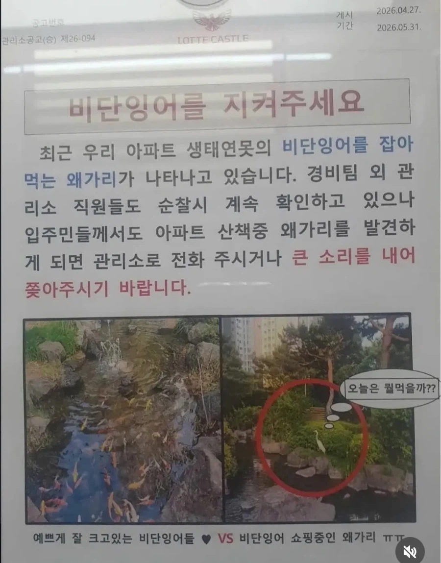 큰 소리를 내서 왜가리를 쫓아내야 하는 이유.jpg_1.webp