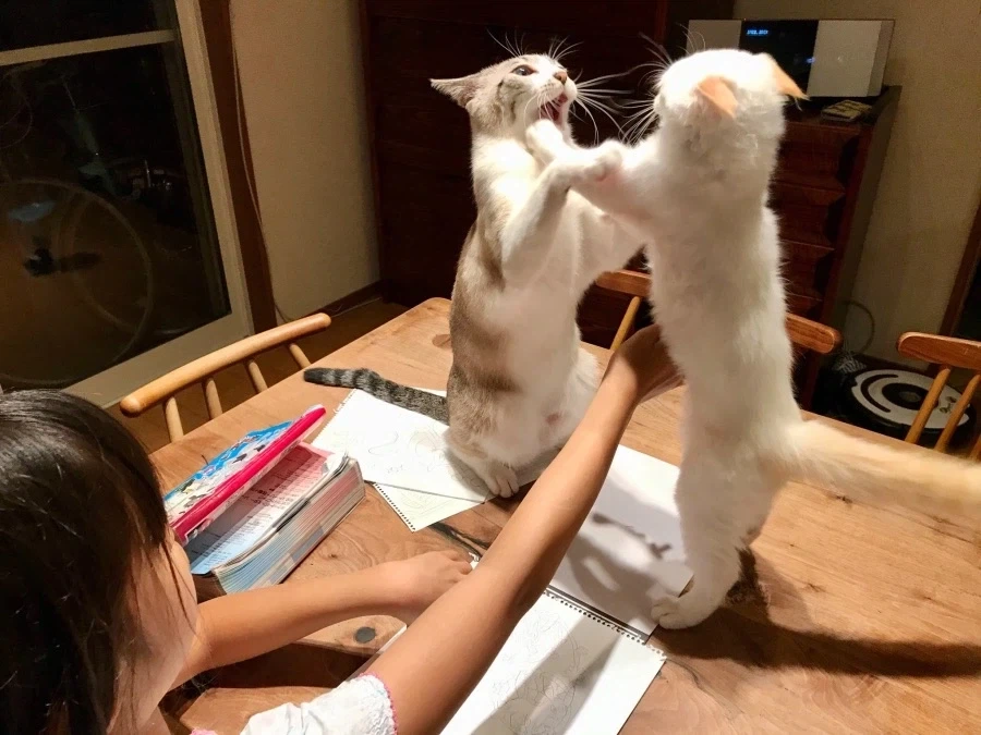 어린 집사 앞에서 얌전히 있는 고양이들.jpg_4.webp