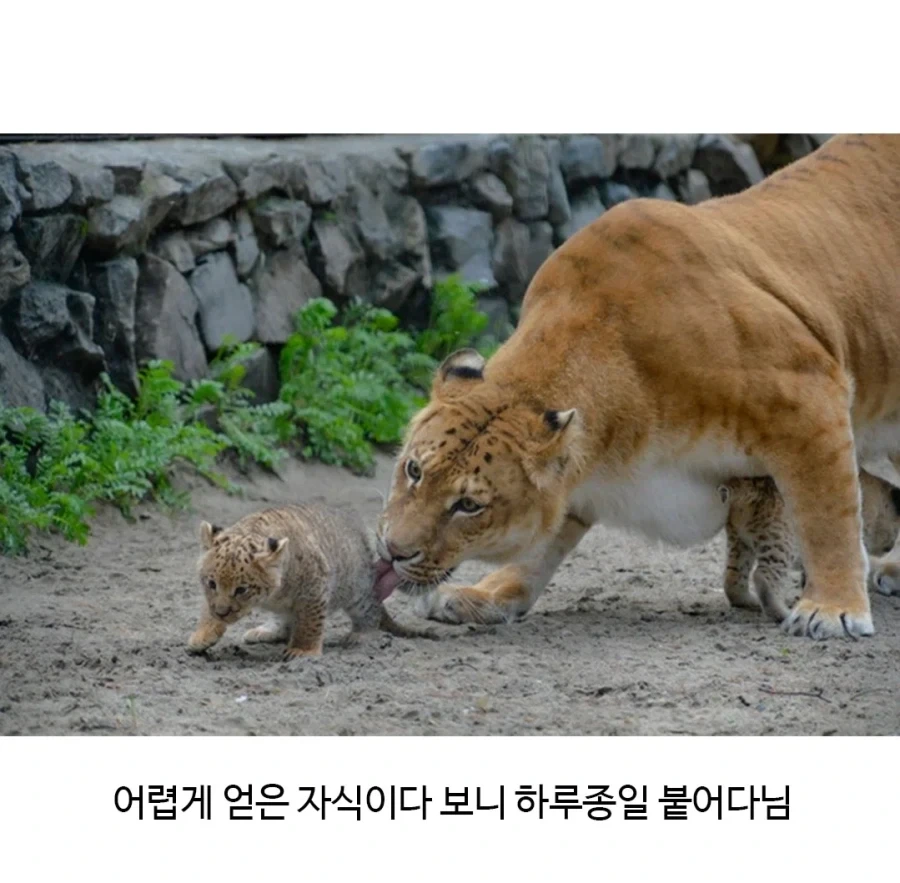 잡종인 라이거가 낳은 새끼 릴라이거_3.webp