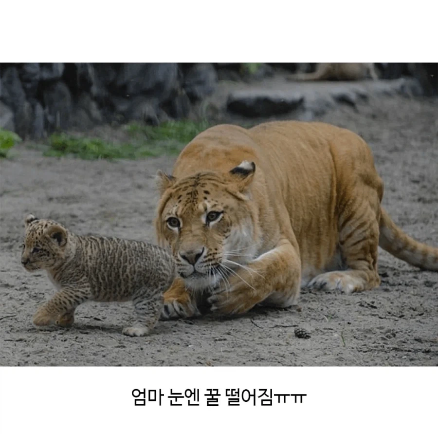 잡종인 라이거가 낳은 새끼 릴라이거_4.webp