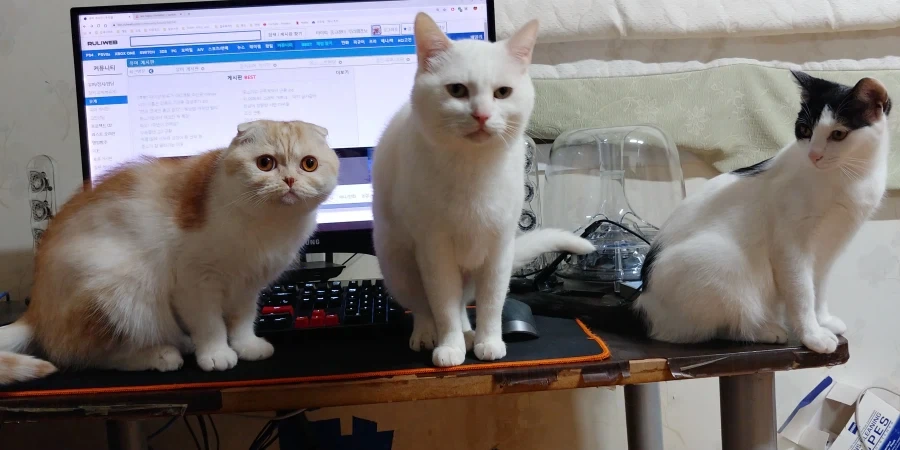 추천내놔_9.webp