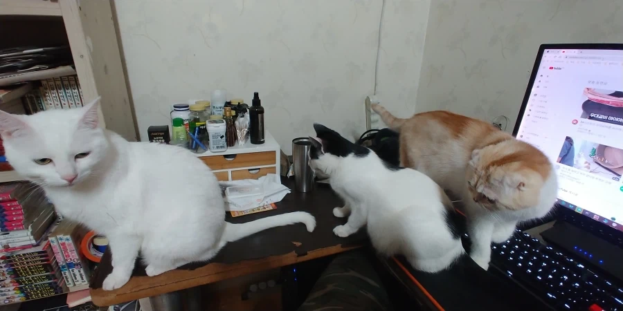 추천내놔_14.webp