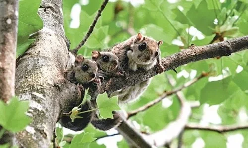 반려동물로써 완벽하다는 설치류.jpg_2.webp