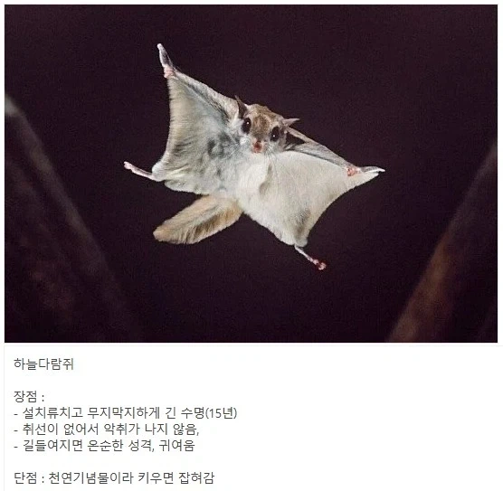 반려동물로써 완벽하다는 설치류.jpg_4.webp