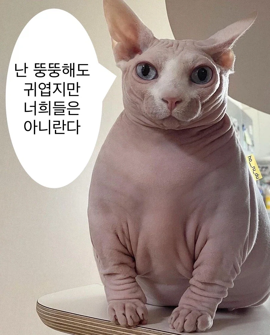 난 뚱뚱해도 귀엽지만 너희들은 아니…_1.webp