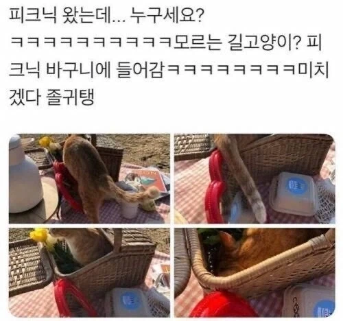 고양이의 피크닉.jpg_1.webp