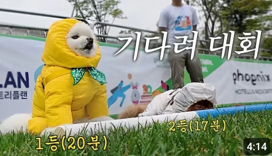 랜덤 동물짤.jpg_1.webp