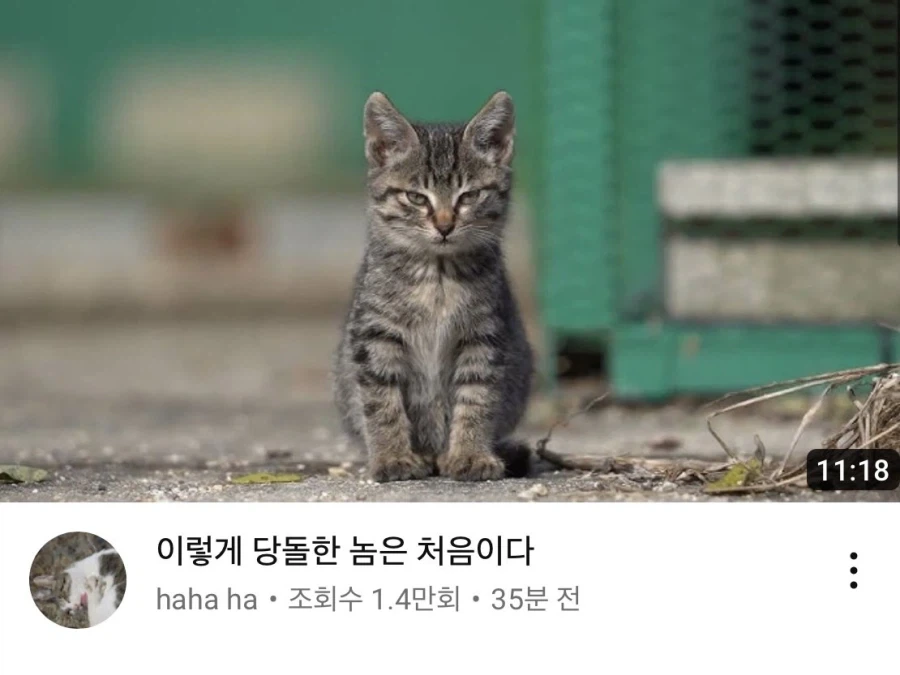 당돌한 고양이.jpg_1.webp