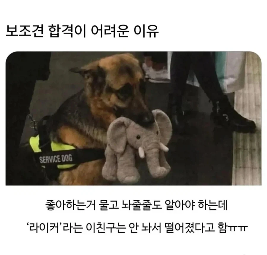 보조견 합격이 어려운 이유.jpg_1.webp