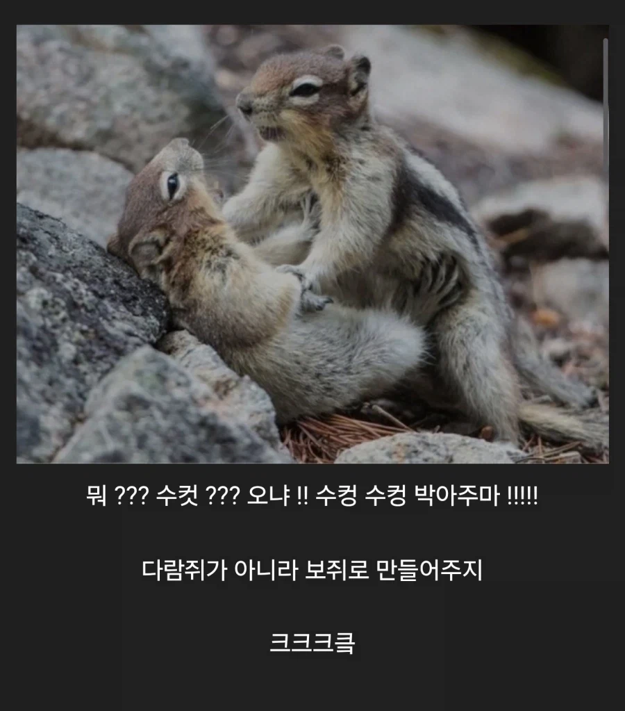 다람쥐 av 야스 짤_1.webp