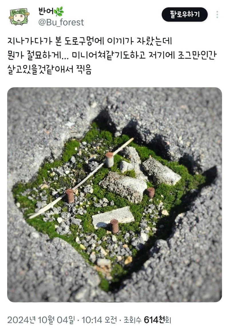 지나가다 이끼가 낀 도로를 찍은 사람_1.webp