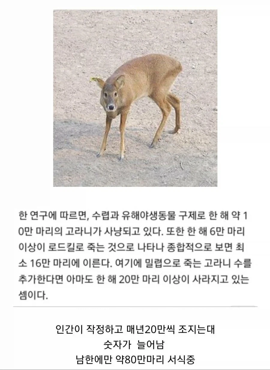 한국에서만 한해 20만마리 사라지는 세계 멸종위기종 동물_1.webp