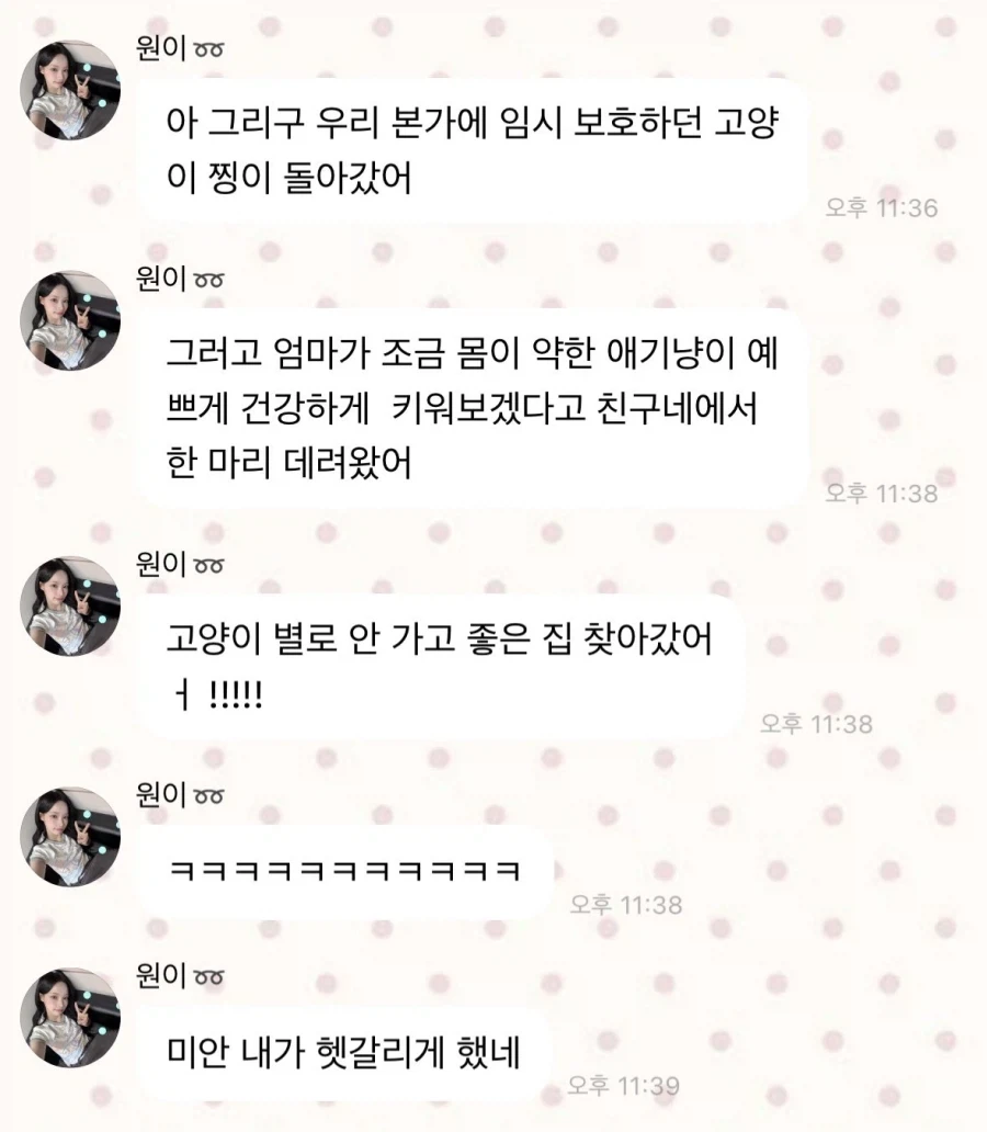 리센느) 원이 고양이