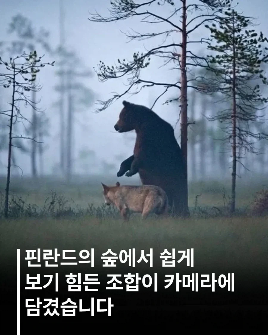 핀란드에서 목격된 우정.jpg_1.webp