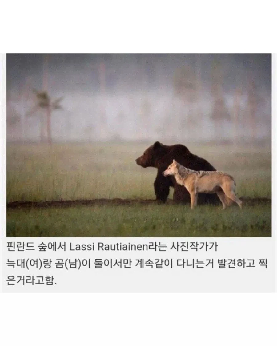 핀란드에서 목격된 우정.jpg_2.webp