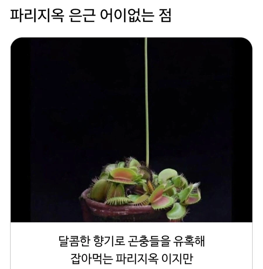 파리지옥 은근 어이없는 점.jpg_1.webp