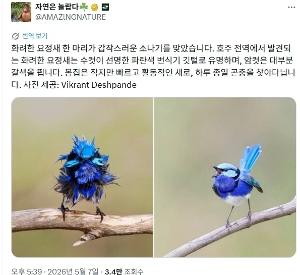 소나기 처맞은 새.jpg_1.webp