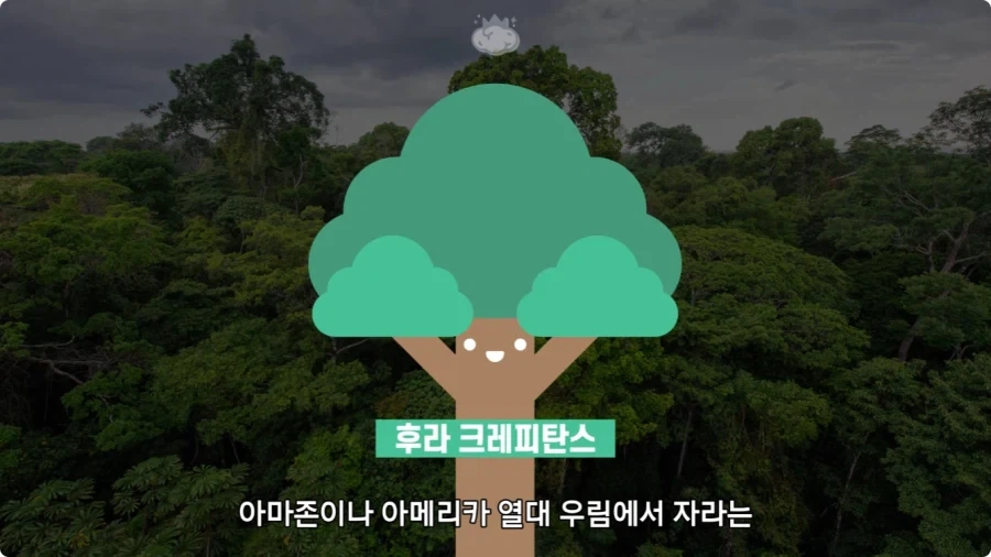 아마존에서 자라는 나무.jpg_1.webp