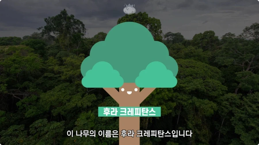 아마존에서 자라는 나무.jpg_2.webp
