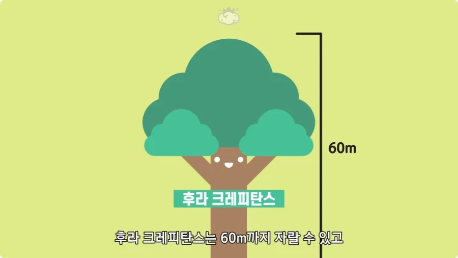 아마존에서 자라는 나무.jpg_3.webp