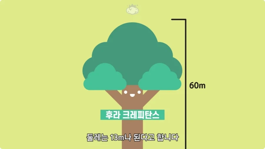 아마존에서 자라는 나무.jpg_4.webp