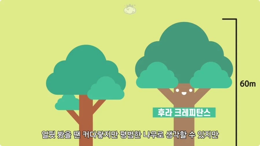 아마존에서 자라는 나무.jpg_5.webp