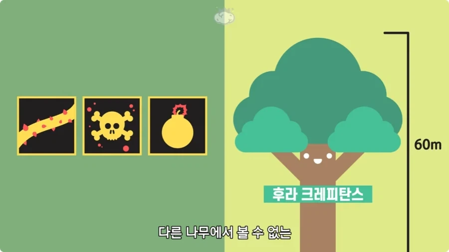 아마존에서 자라는 나무.jpg_6.webp