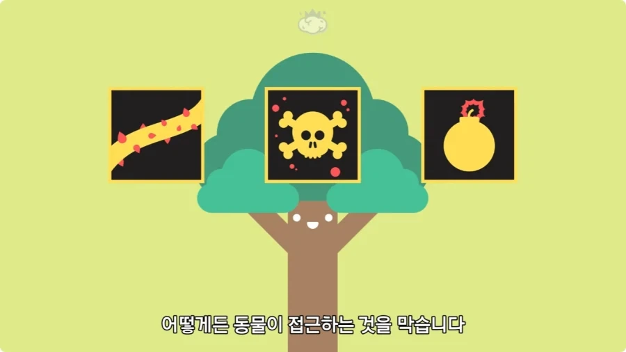아마존에서 자라는 나무.jpg_13.webp