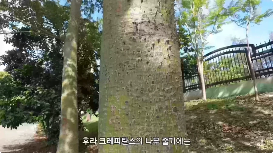 아마존에서 자라는 나무.jpg_14.webp