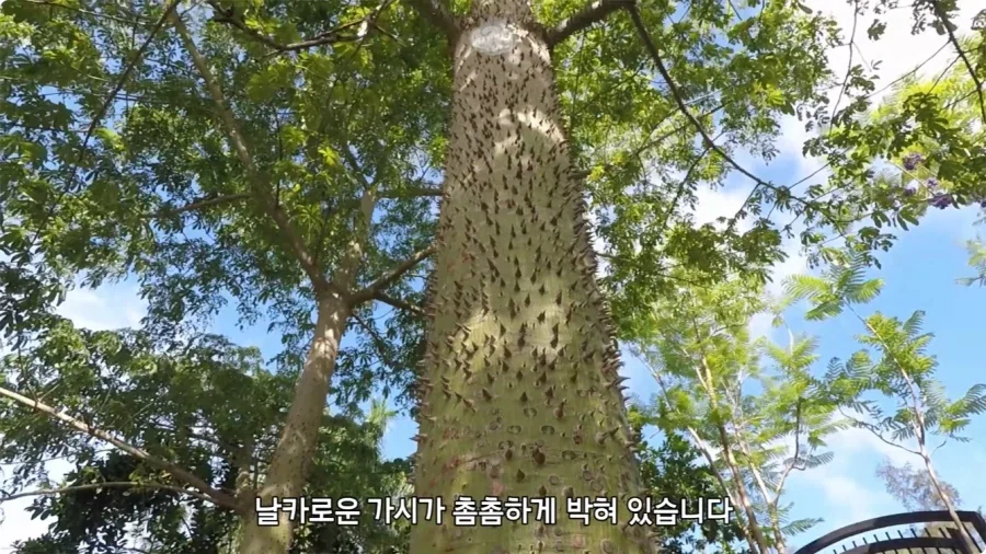 아마존에서 자라는 나무.jpg_15.webp