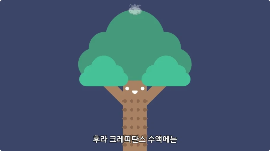아마존에서 자라는 나무.jpg_20.webp