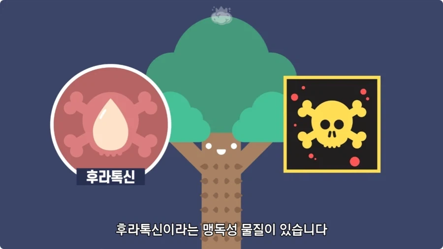 아마존에서 자라는 나무.jpg_21.webp