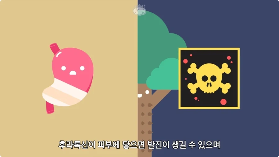아마존에서 자라는 나무.jpg_22.webp