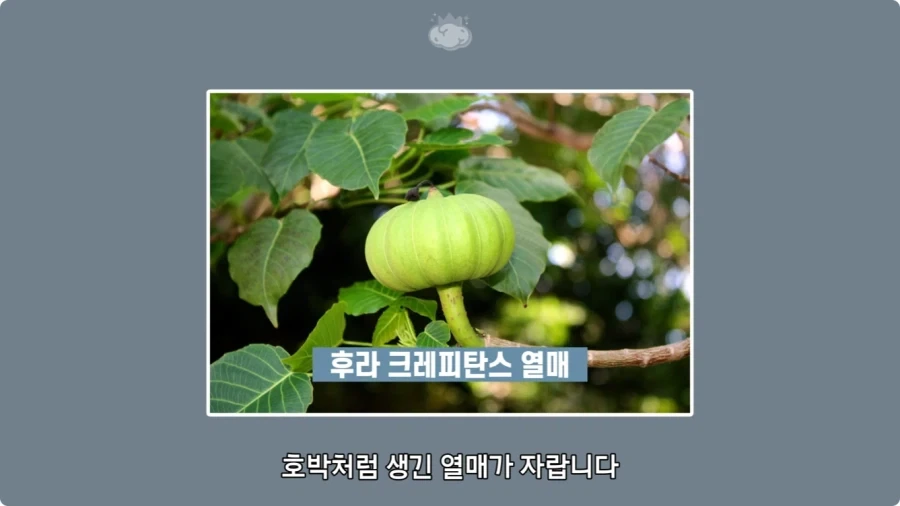 아마존에서 자라는 나무.jpg_31.webp